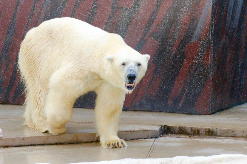 動物園好きの社員が送る「オススメの動物園」ベスト5!